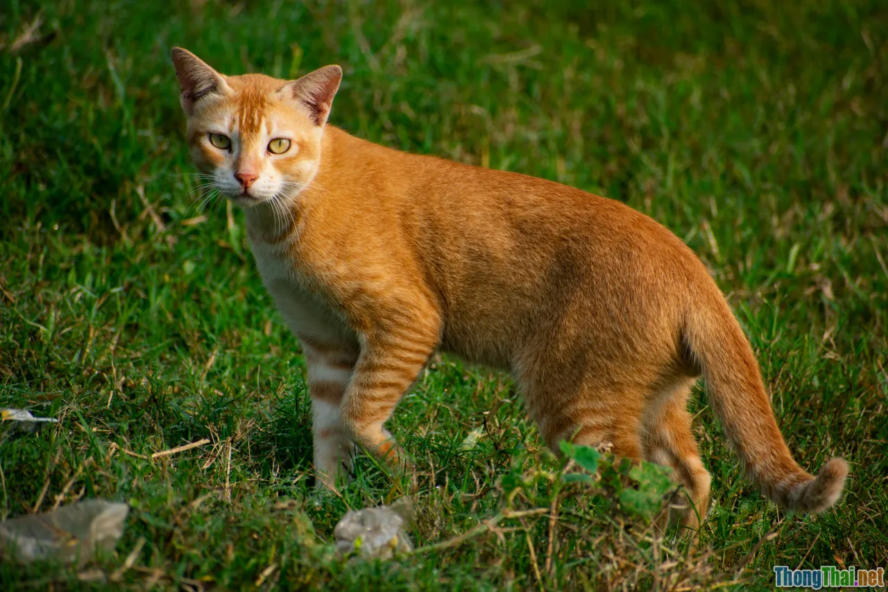 genetics cat behavior, DNA strand