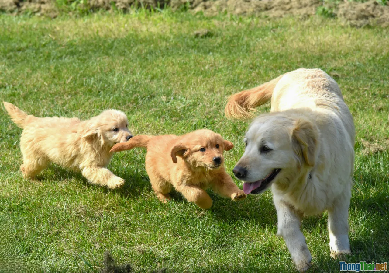 Có nên chọn Golden Retriever làm bạn cho con nhỏ