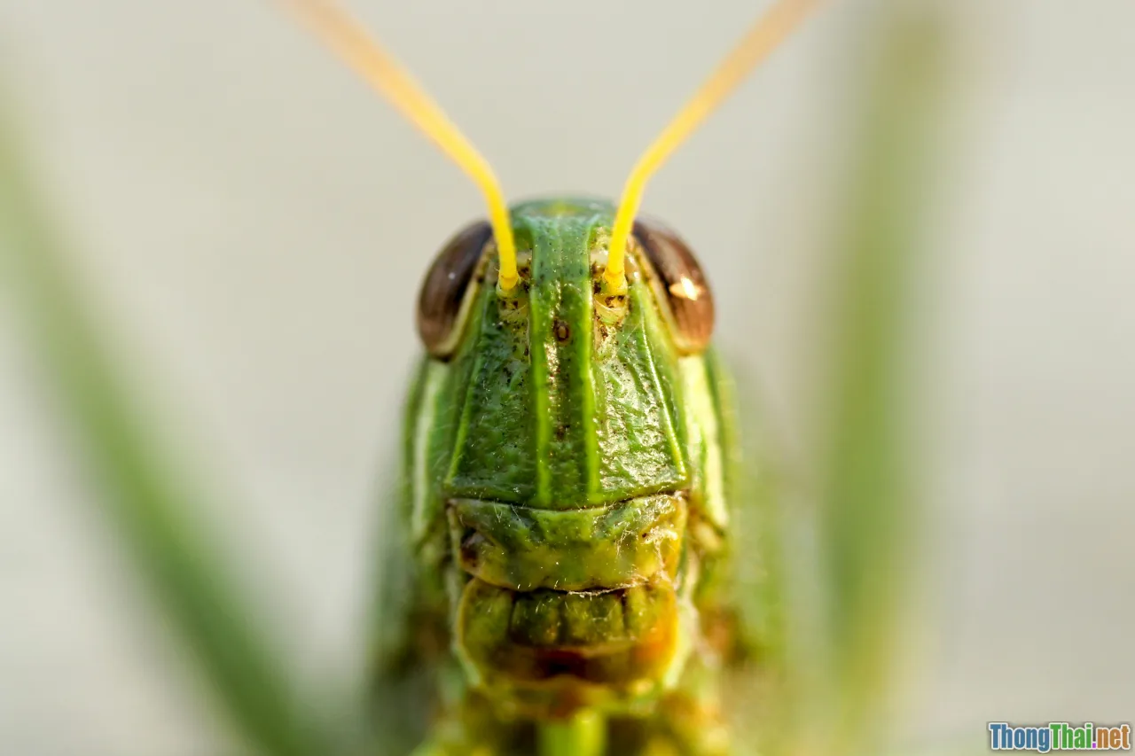 google grasshopper app, gamify coding, puzzle game