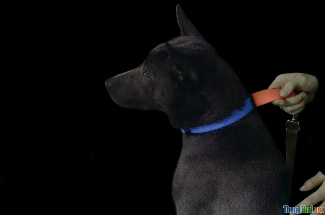 gps pet tracker, smart pet collar, lost pet