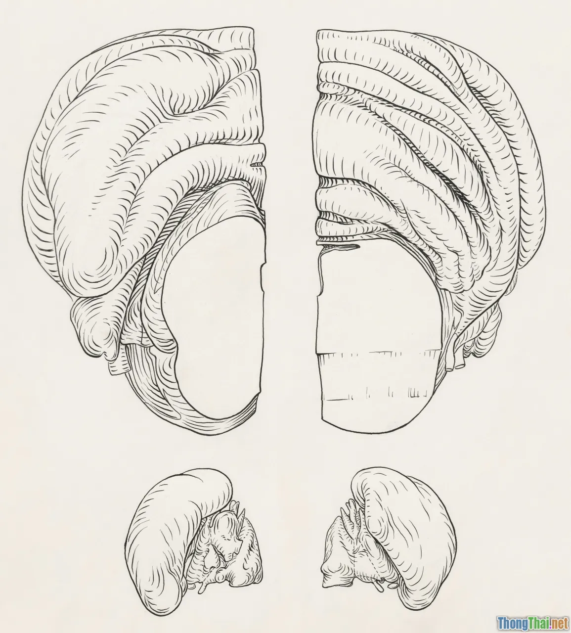 hair mask comparison, before-after hair