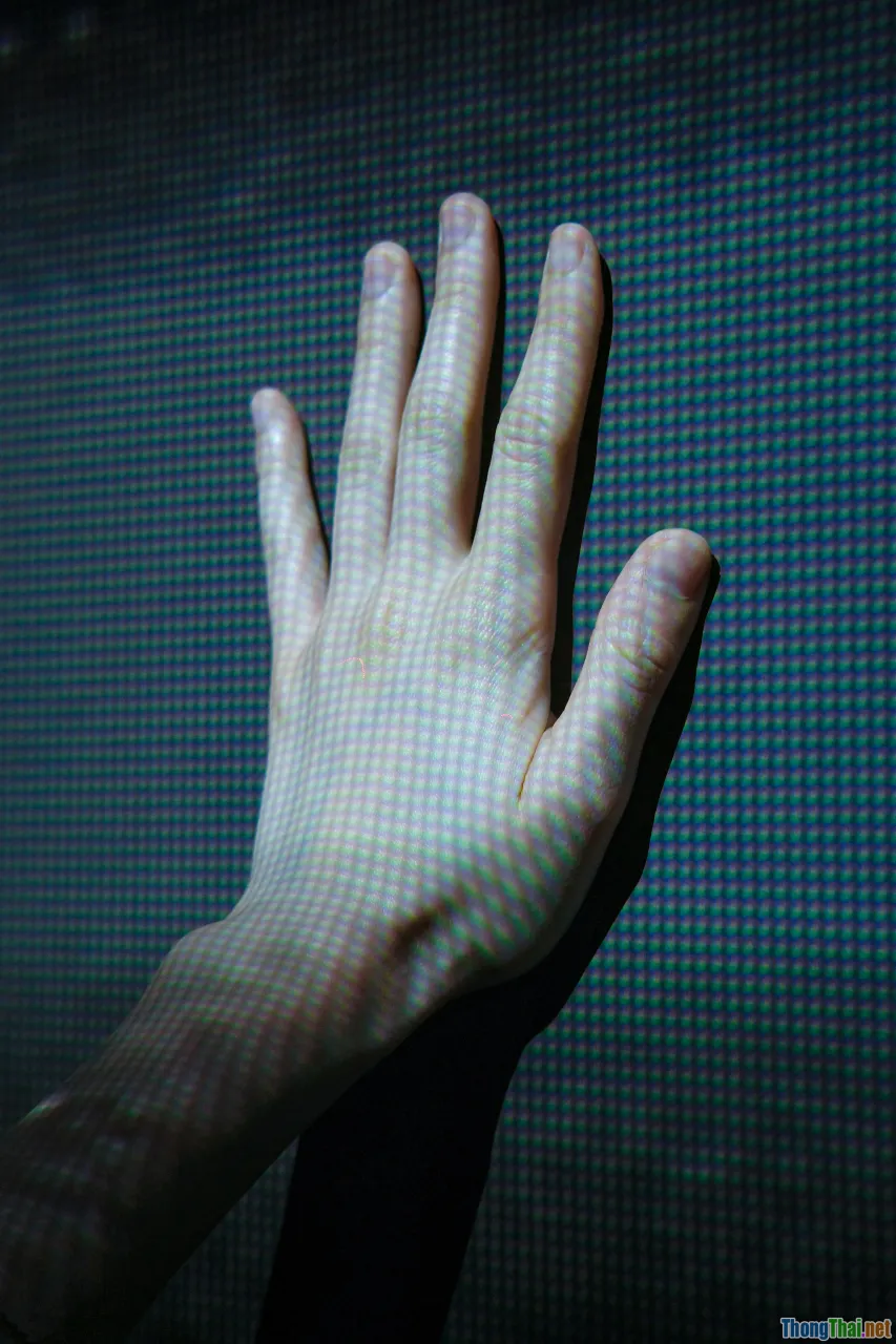 hand signal, voice command, obedience