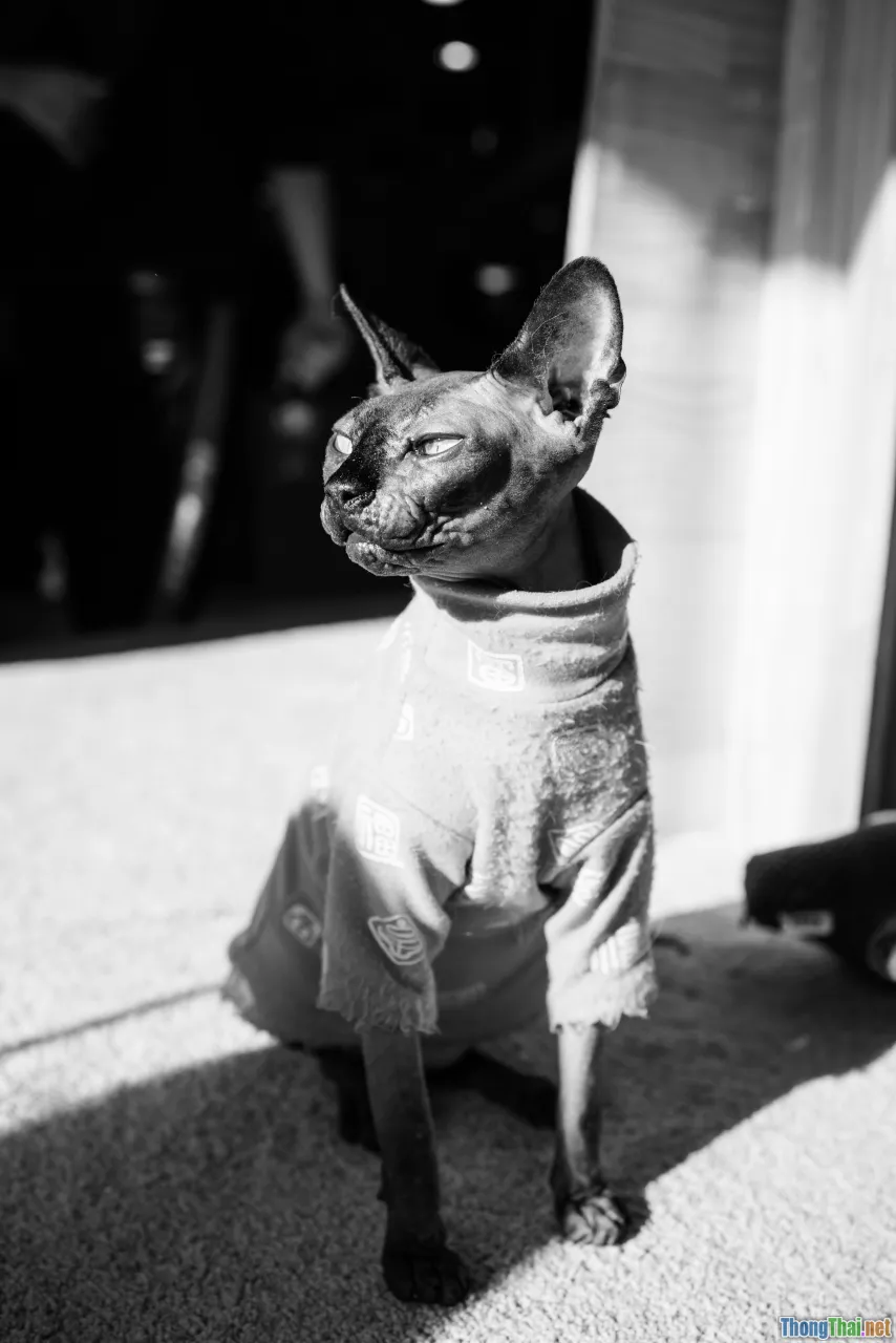 happy cat, clean coat