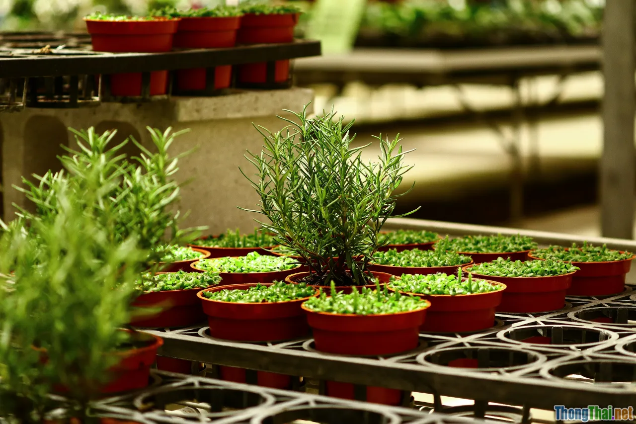 herb garden, indoor cooking