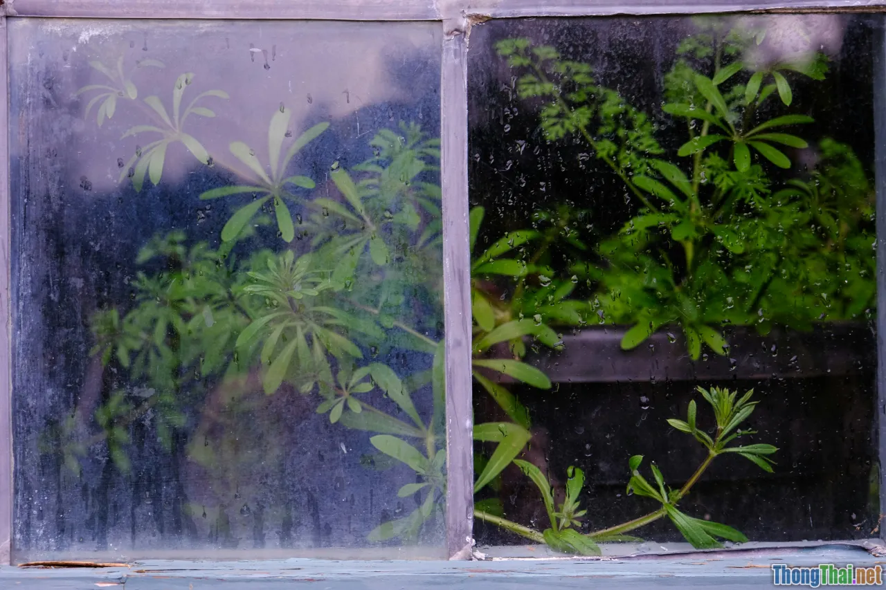 herb garden, self-watering, windowsill, upcycle