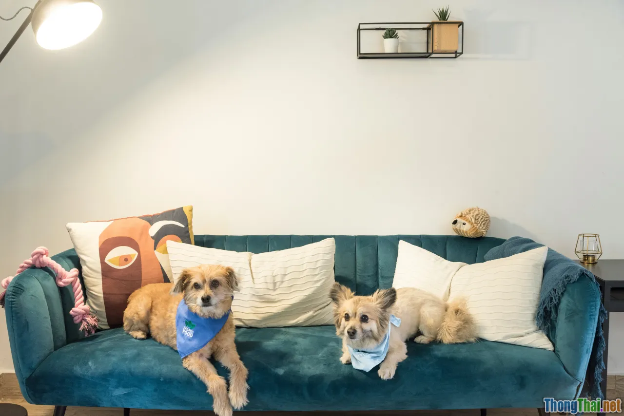 Có Nên Nuôi Husky Trong Chung Cư Không