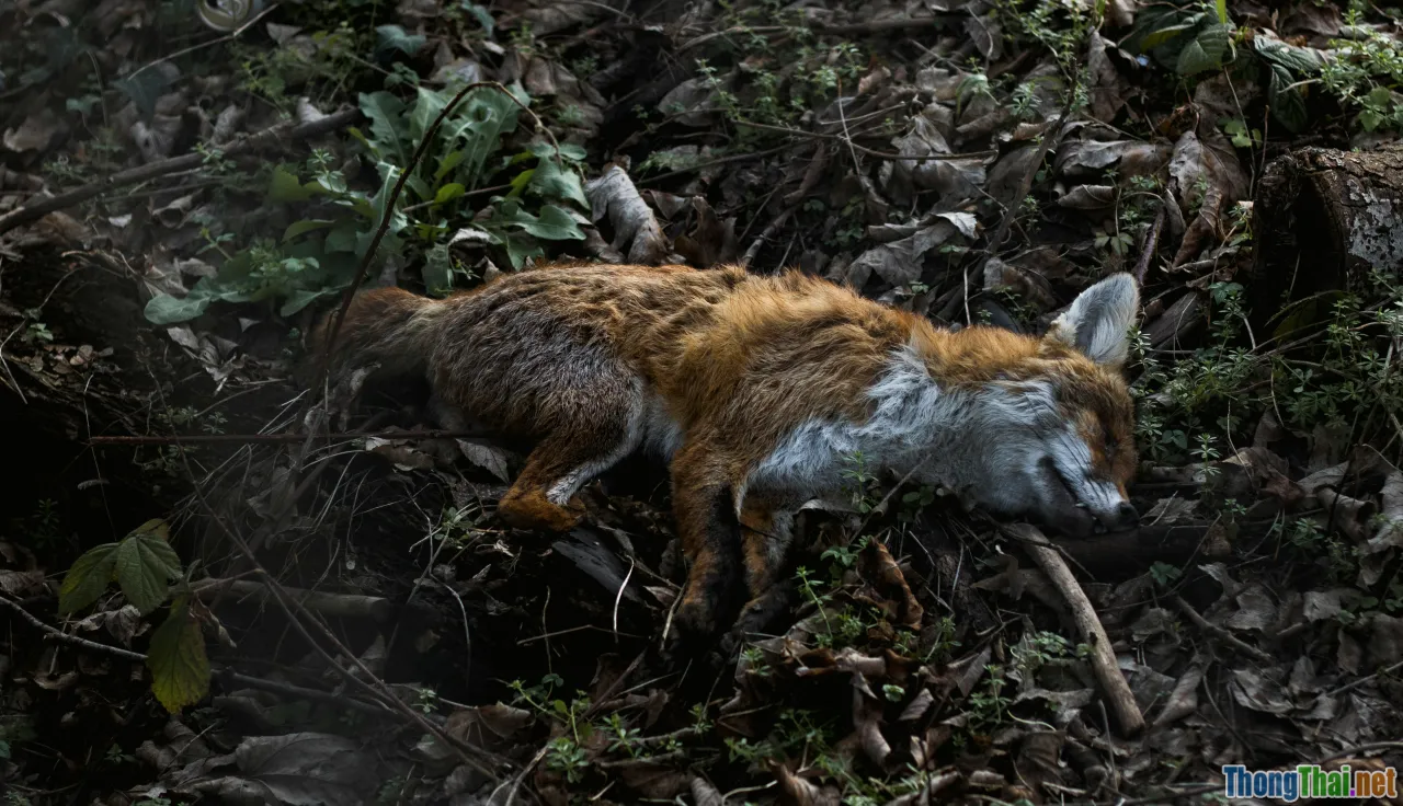 illegal hunting, wildlife crime, statistics