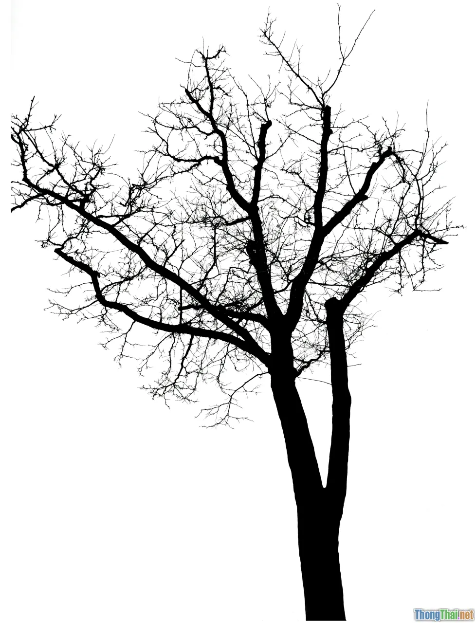 index structure, b tree, large database