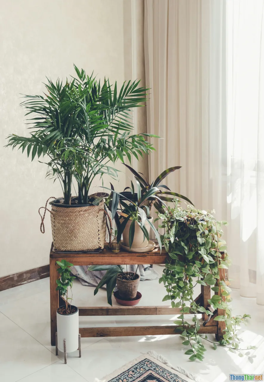 indoor plants, pot selection, home interior