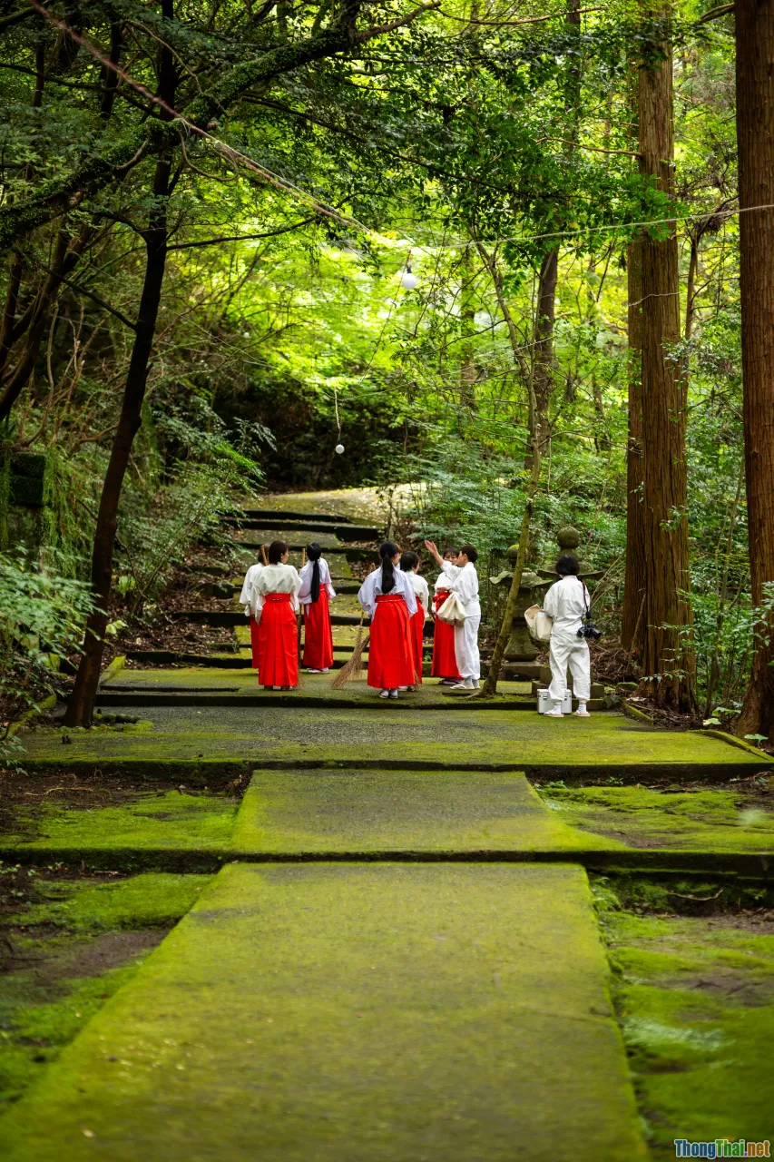 Japanese forest walking, forest group meditation, nature therapy Japan