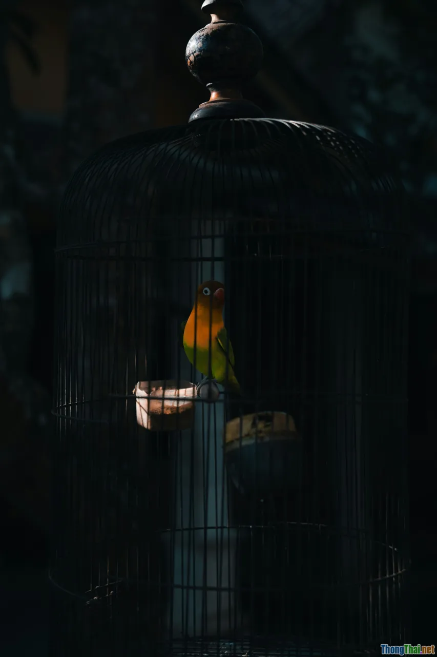 Kali Linux, Parrot, security distro