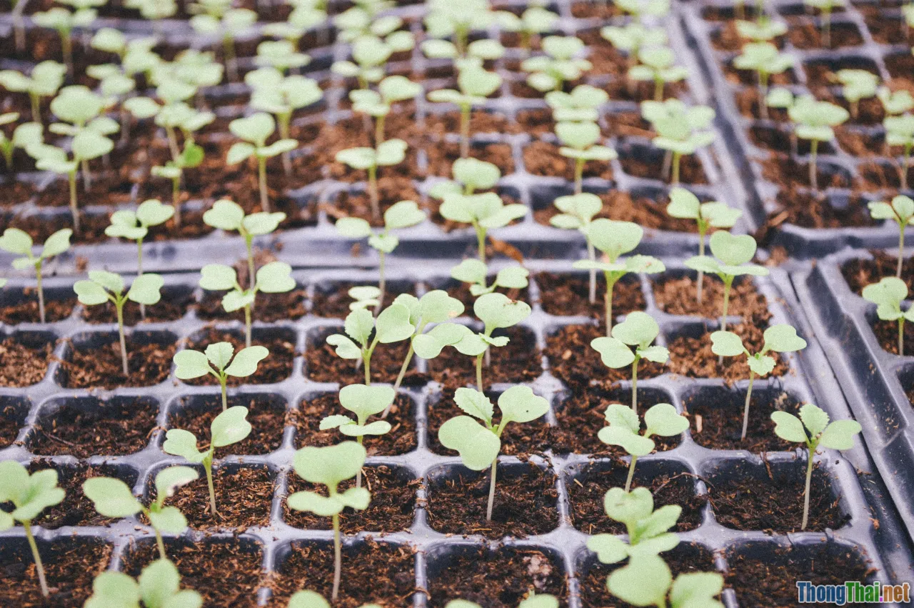 laboratory, high-tech crops, GMO seed planting