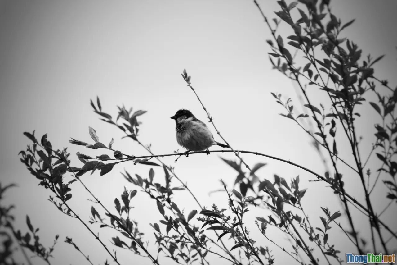 listening, open space mindfulness, birdsong