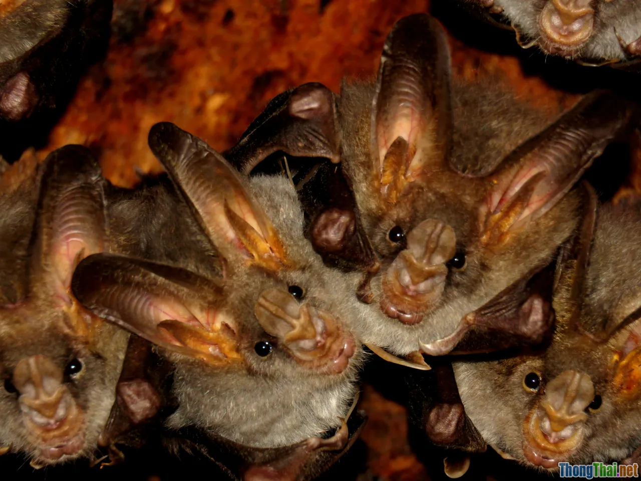 lyssavirus, bats, diversity