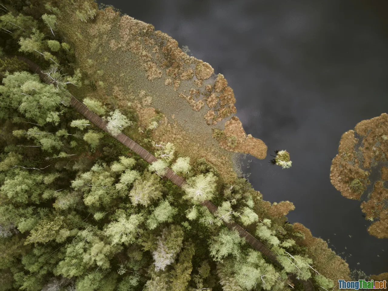 microscopic view, fungi, bacteria, pests