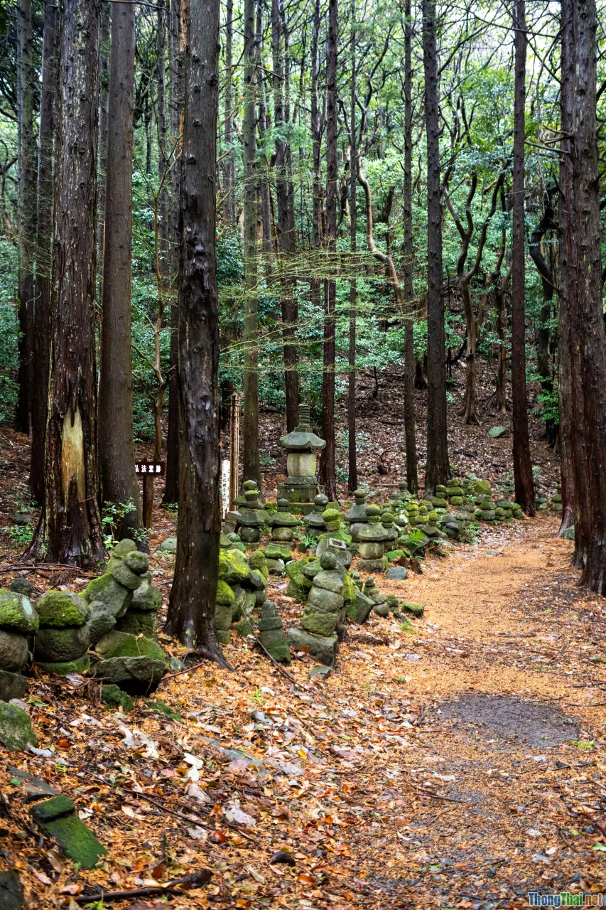 mindful journey, playful meditation, path in forest