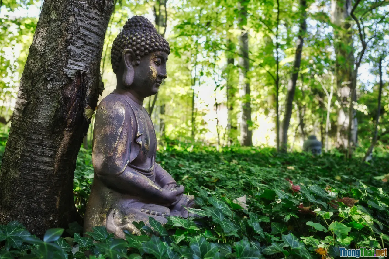 mindfulness, forest healing, nature therapy
