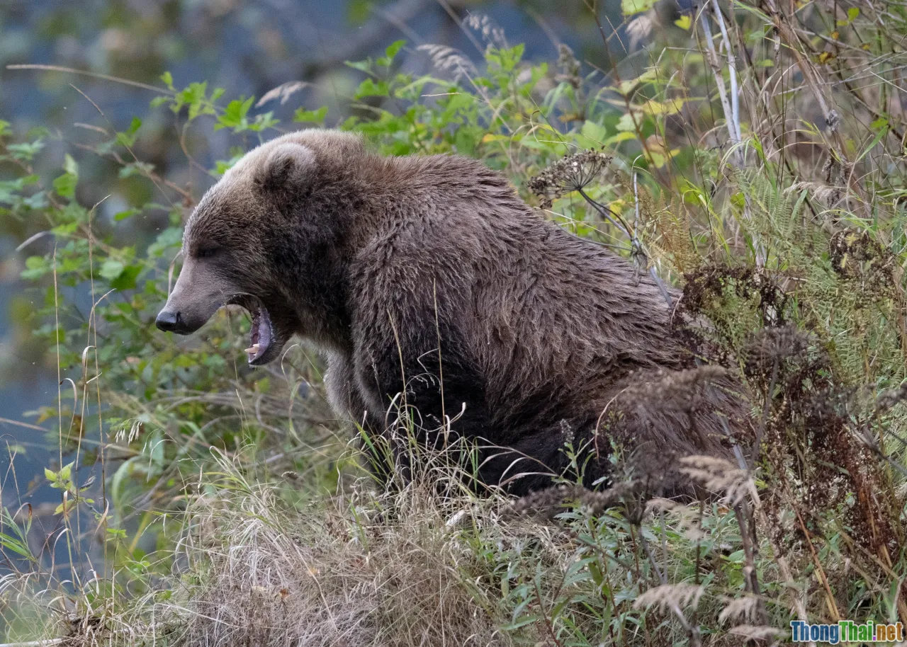 moon bear, threats map, poaching, habitat loss