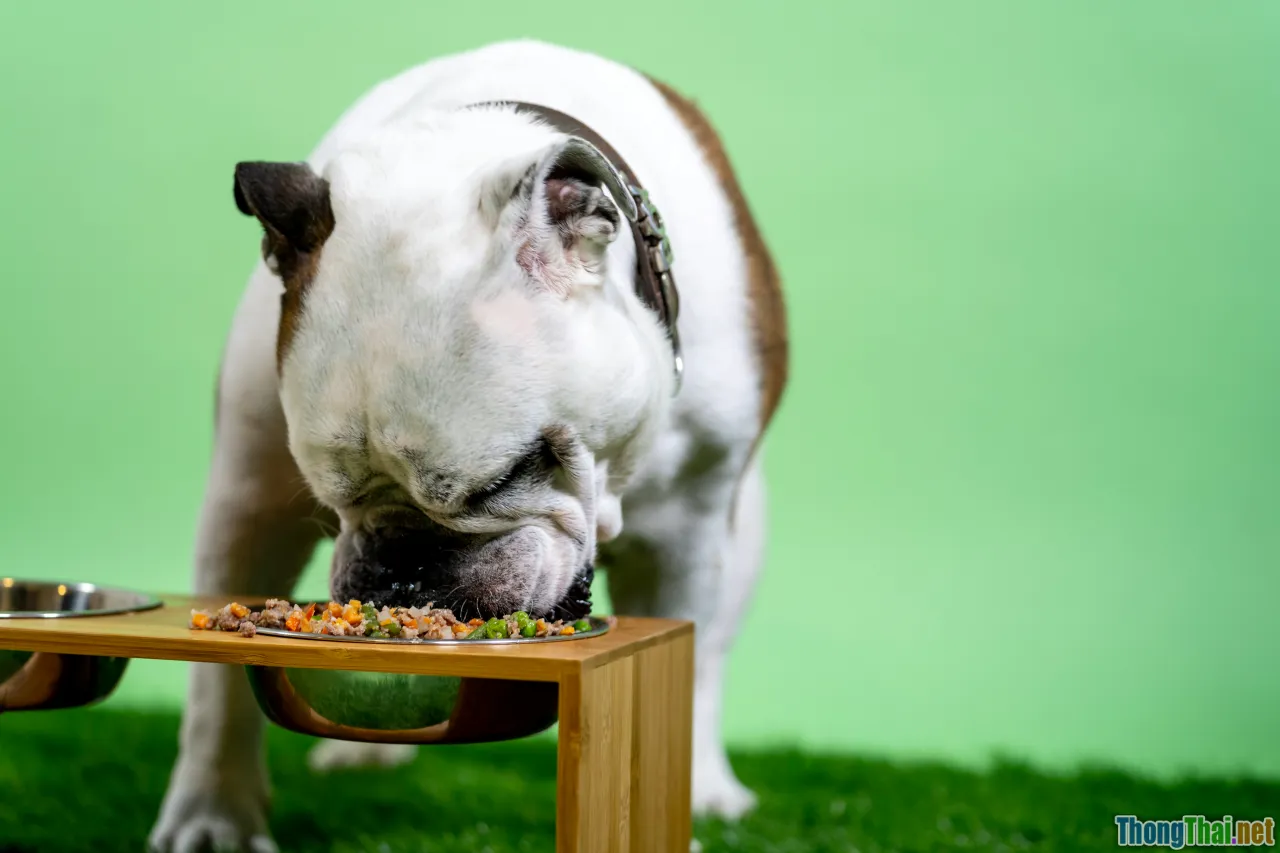 myth busting, dog raw food