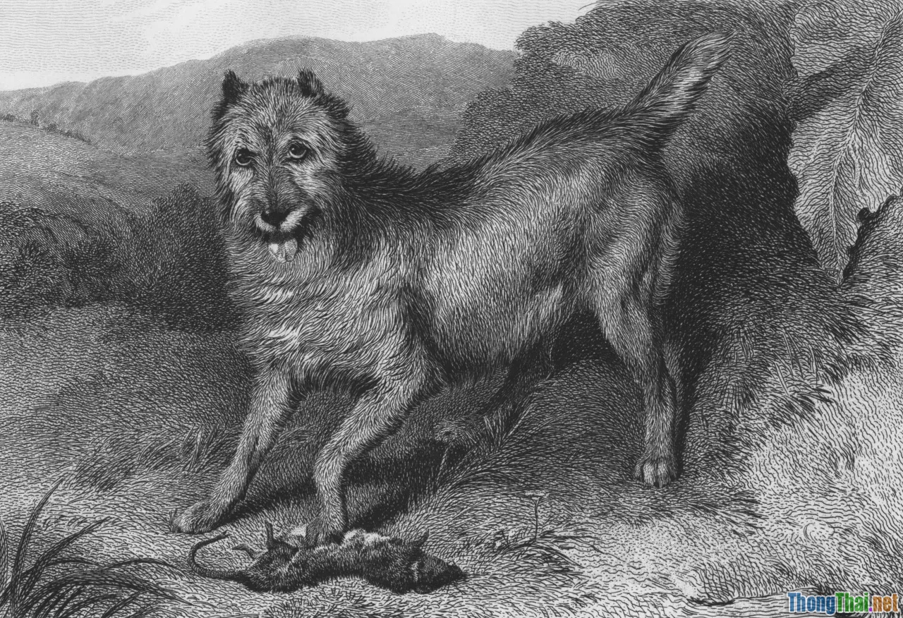 myths, facts, rabies