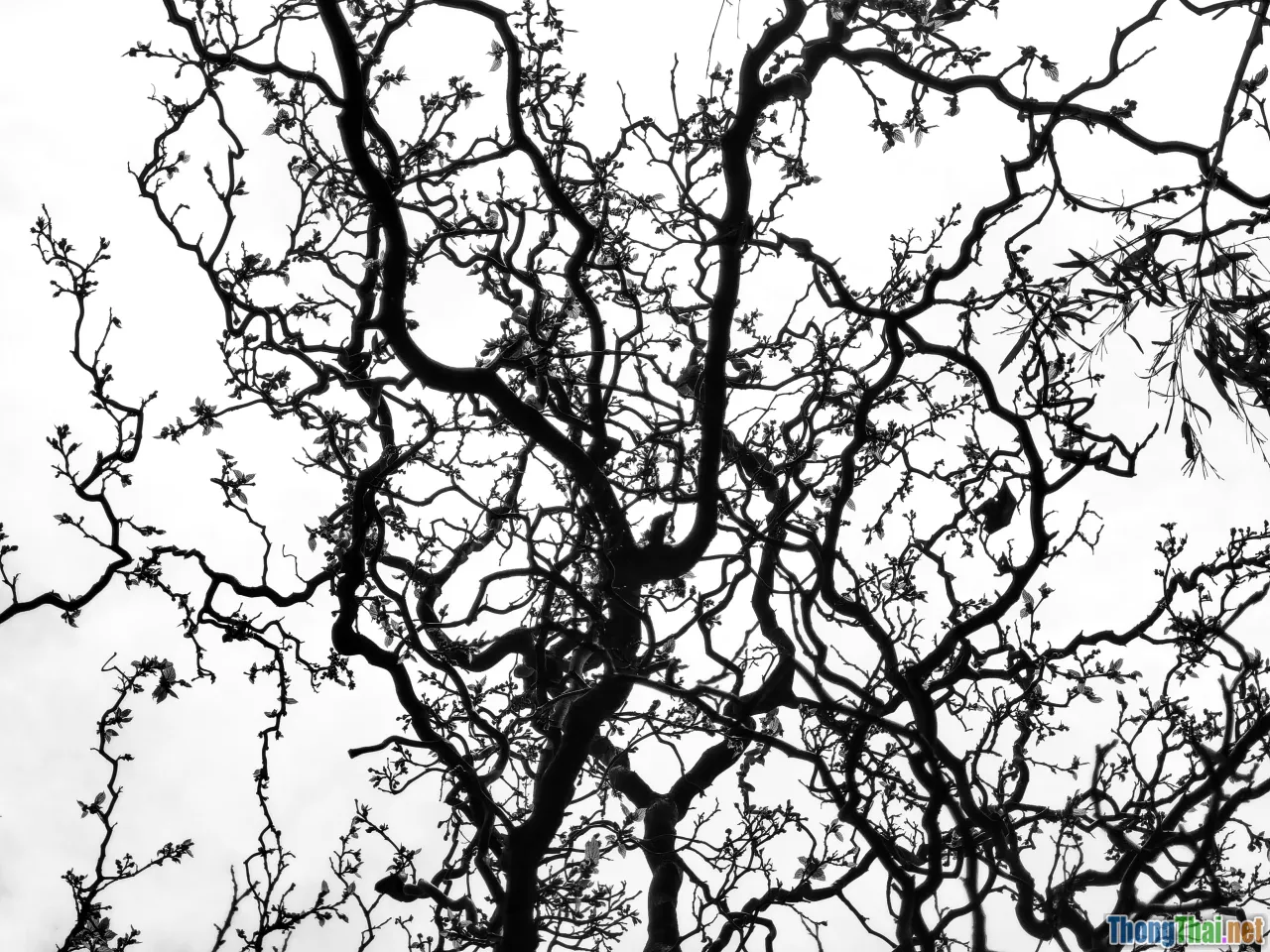 neuroscience, phonological loop, mirror neurons, prosody