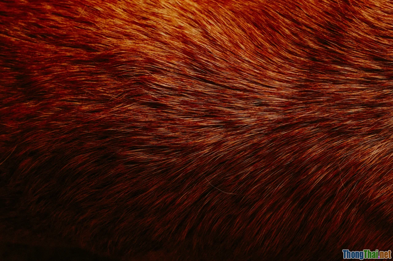 painful scalp, tender hair roots, inflamed scalp