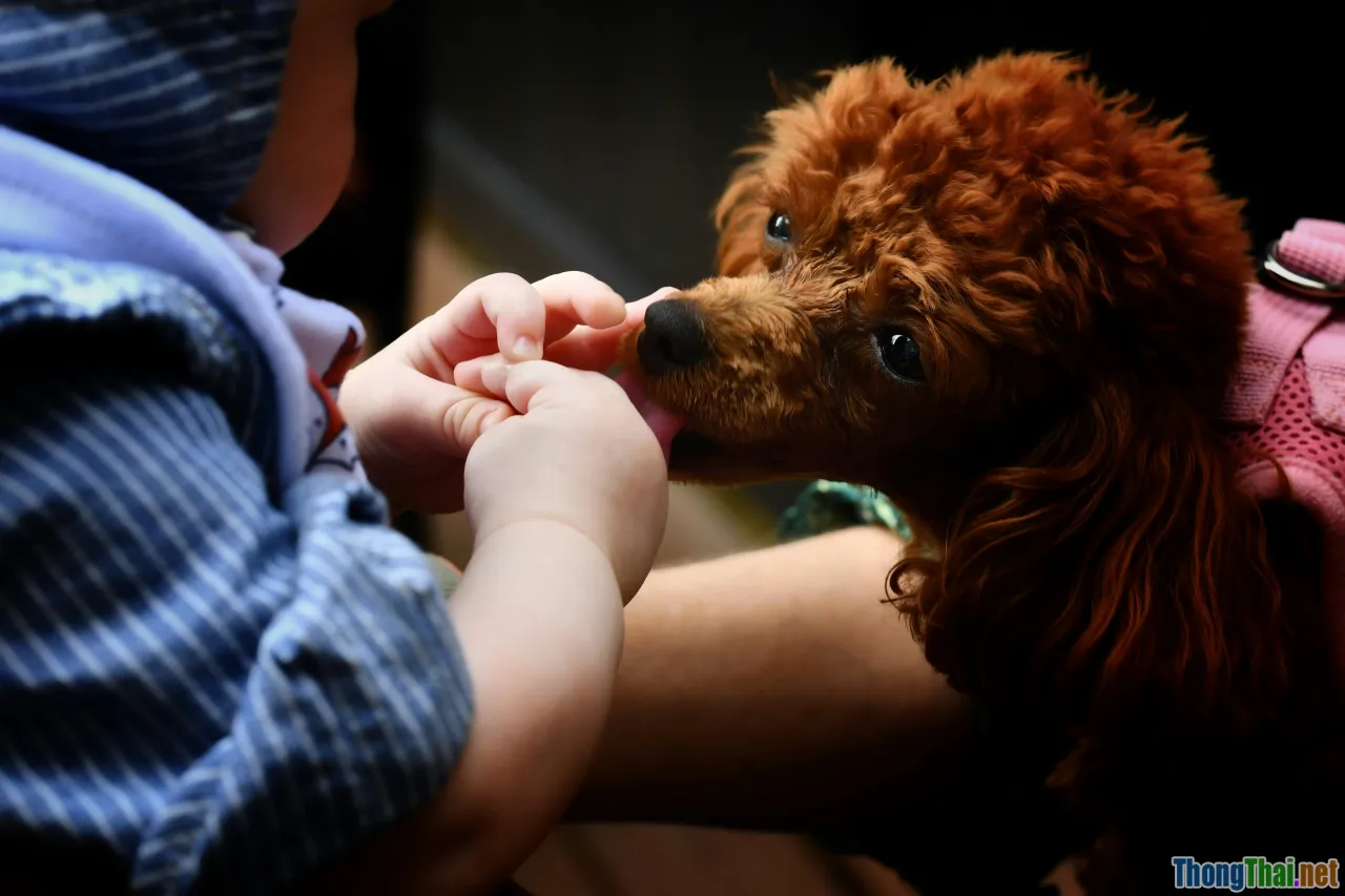 parent concerns dog, baby with dog, risk management