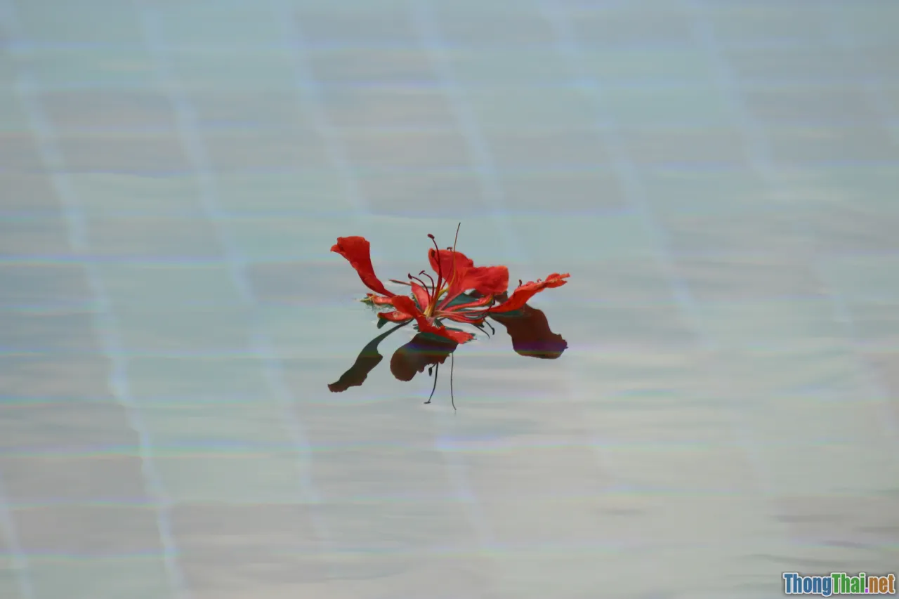 pentest, red team, bug bounty