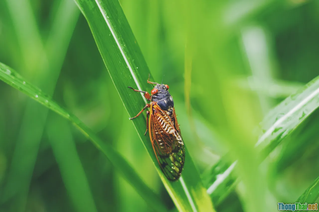 pest detection, smart agriculture, AI farming