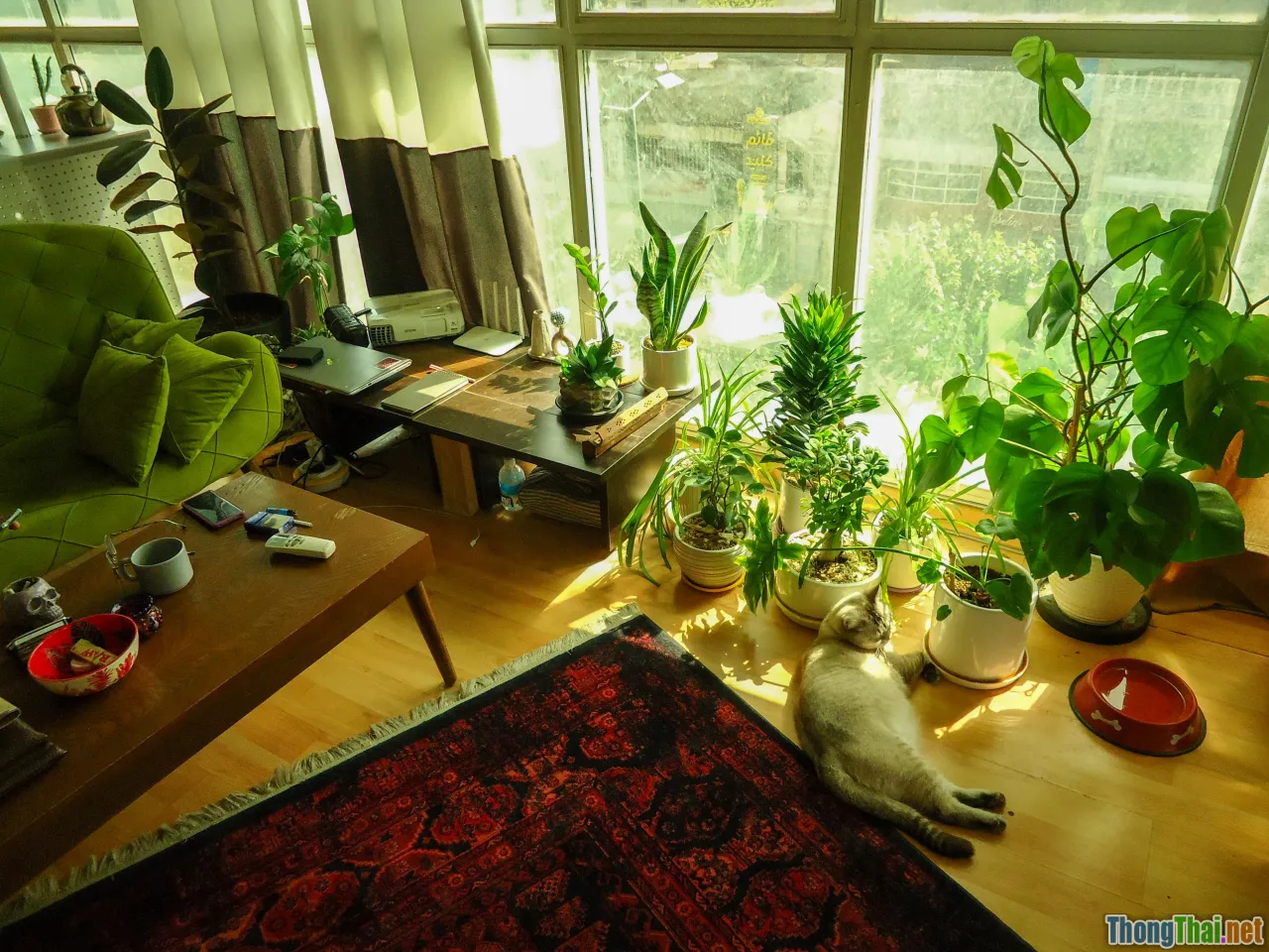 pet and plant, home interior, happy family, safety measures