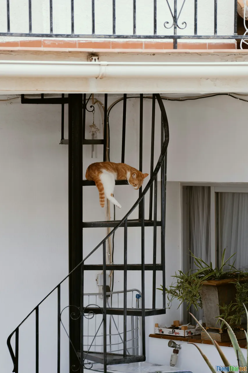 Chia sẻ trải nghiệm cải tạo ban công thành thiên đường cho thú cưng