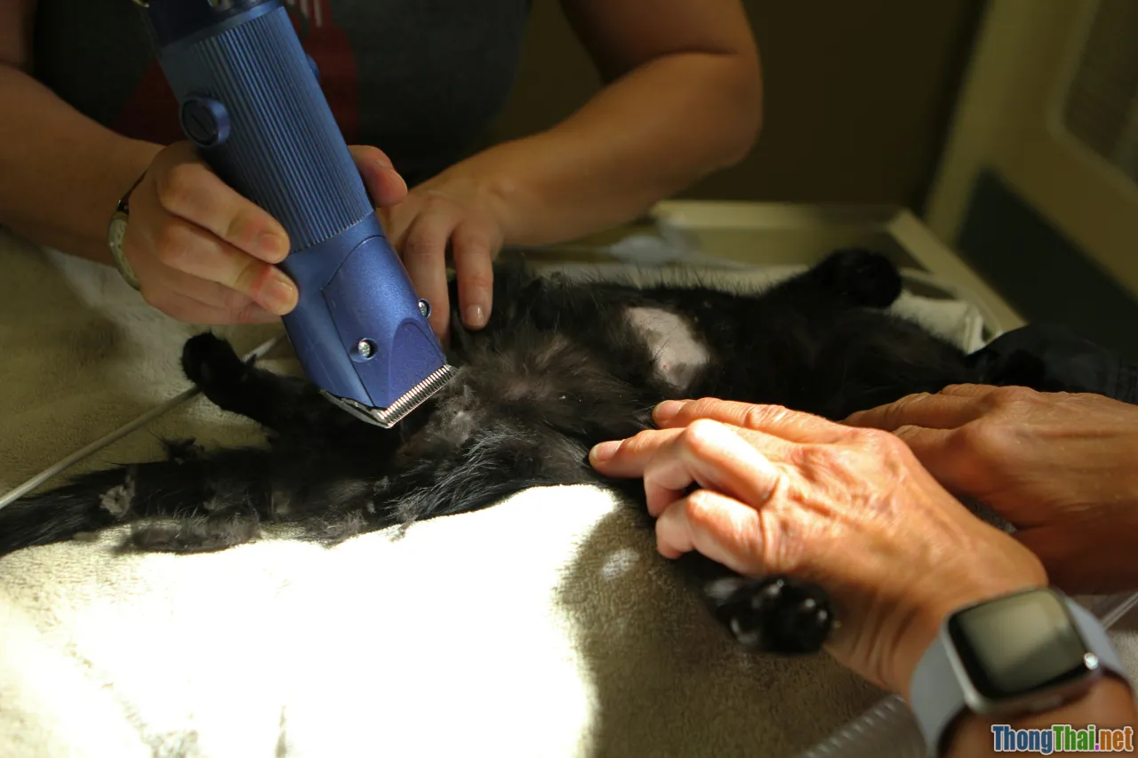 Review sản phẩm tắm khô cho thú cưng có đáng tiền