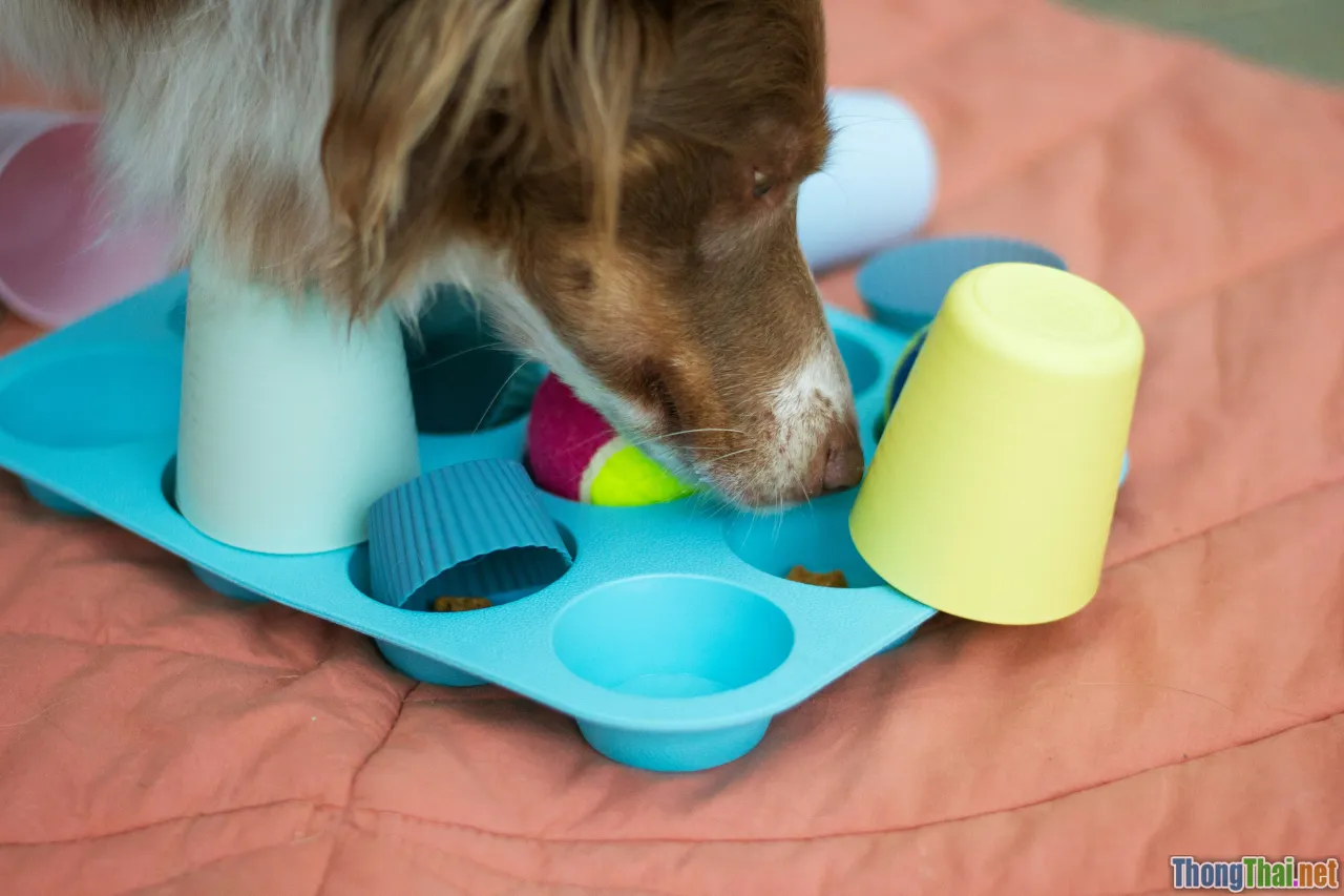 pet enrichment, puzzle toys