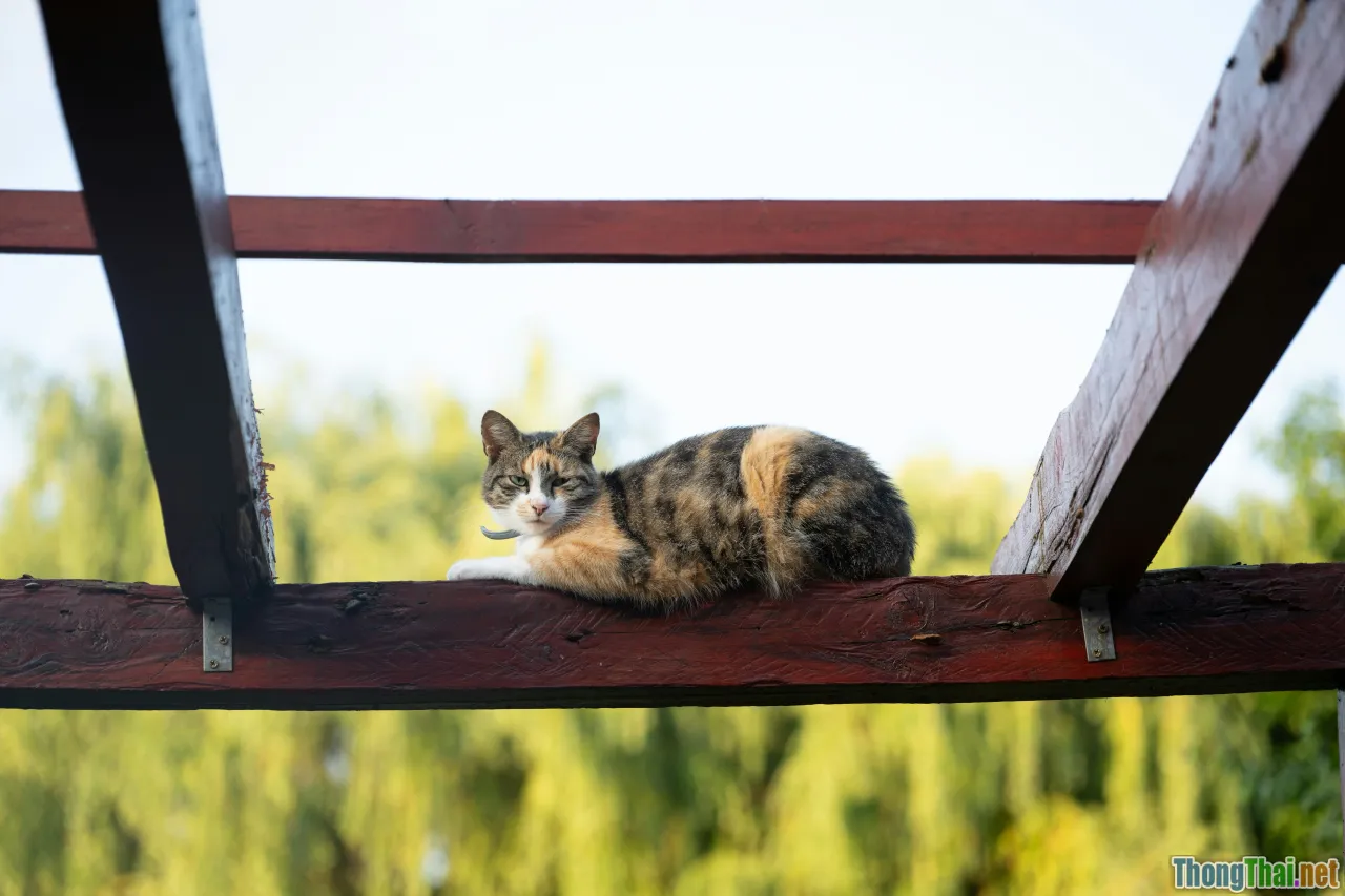 pet playground, cat tree, balcony design