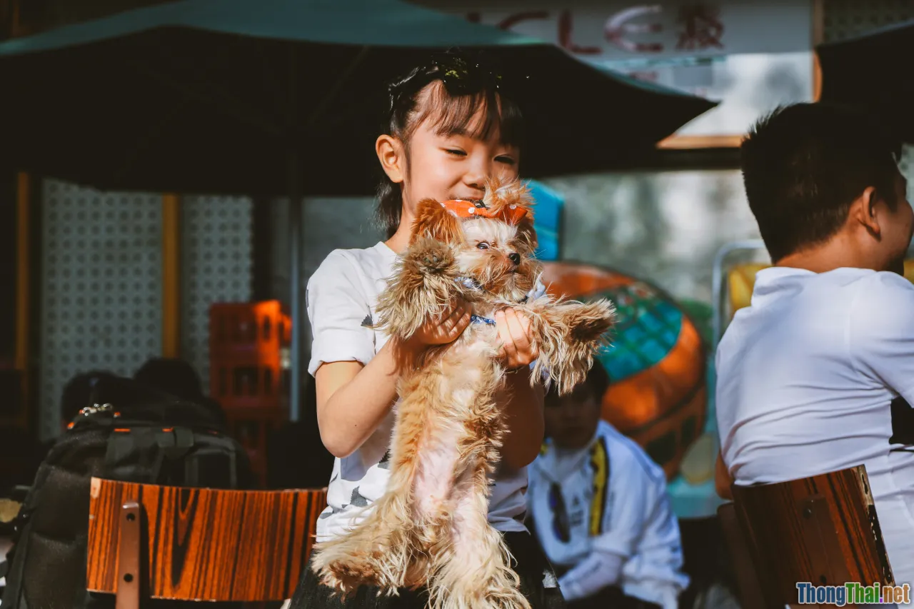 pet services, Vietnam market