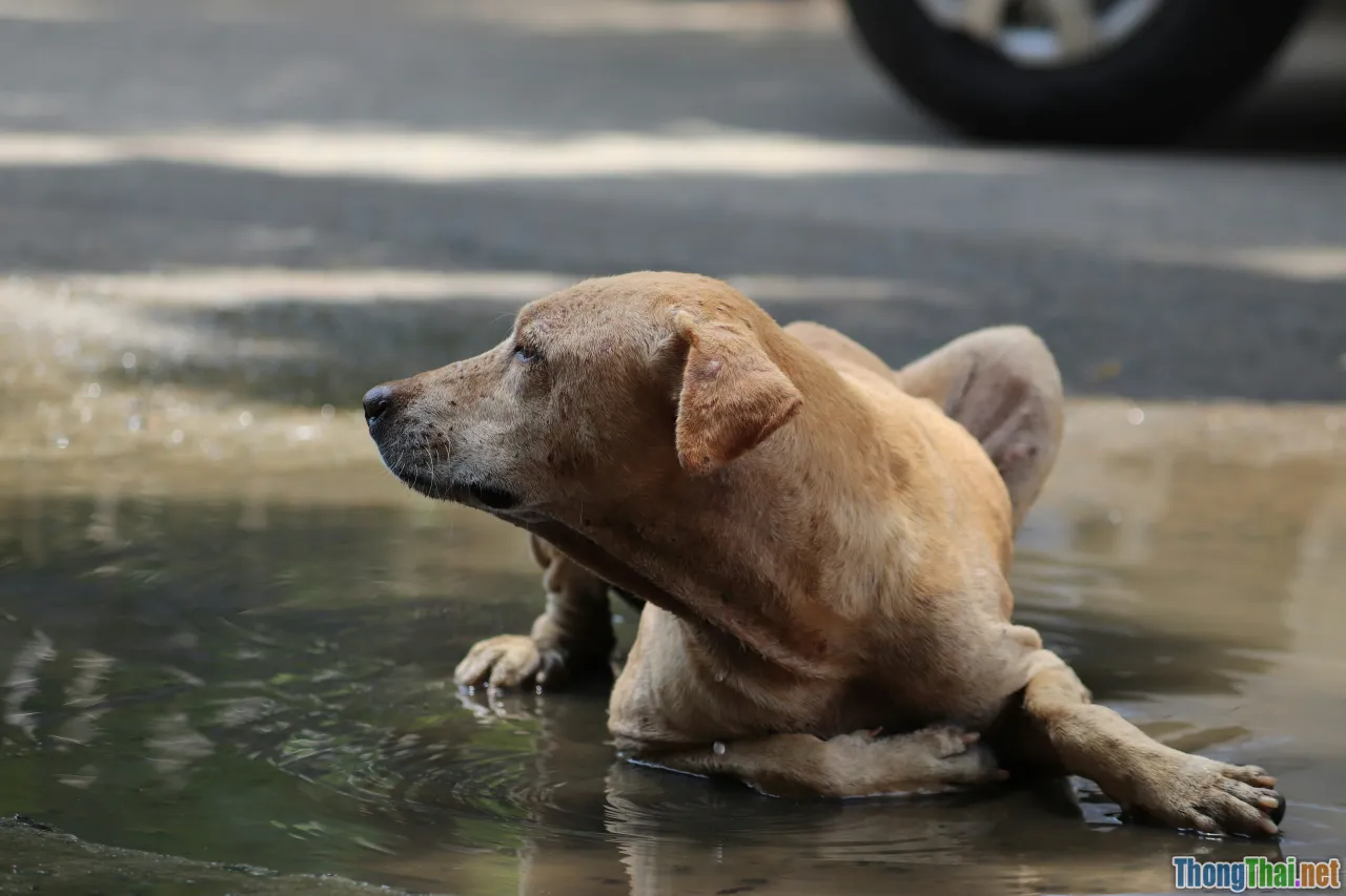 pet skin problems, rainy season
