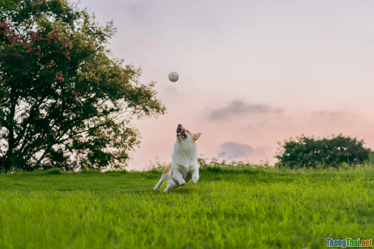 pet sports, overview, dogs, cats