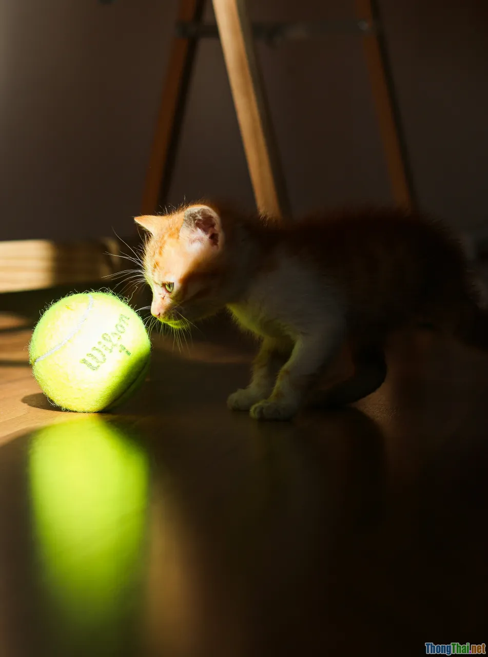 pet toys, fetching ball, laser pointer cat