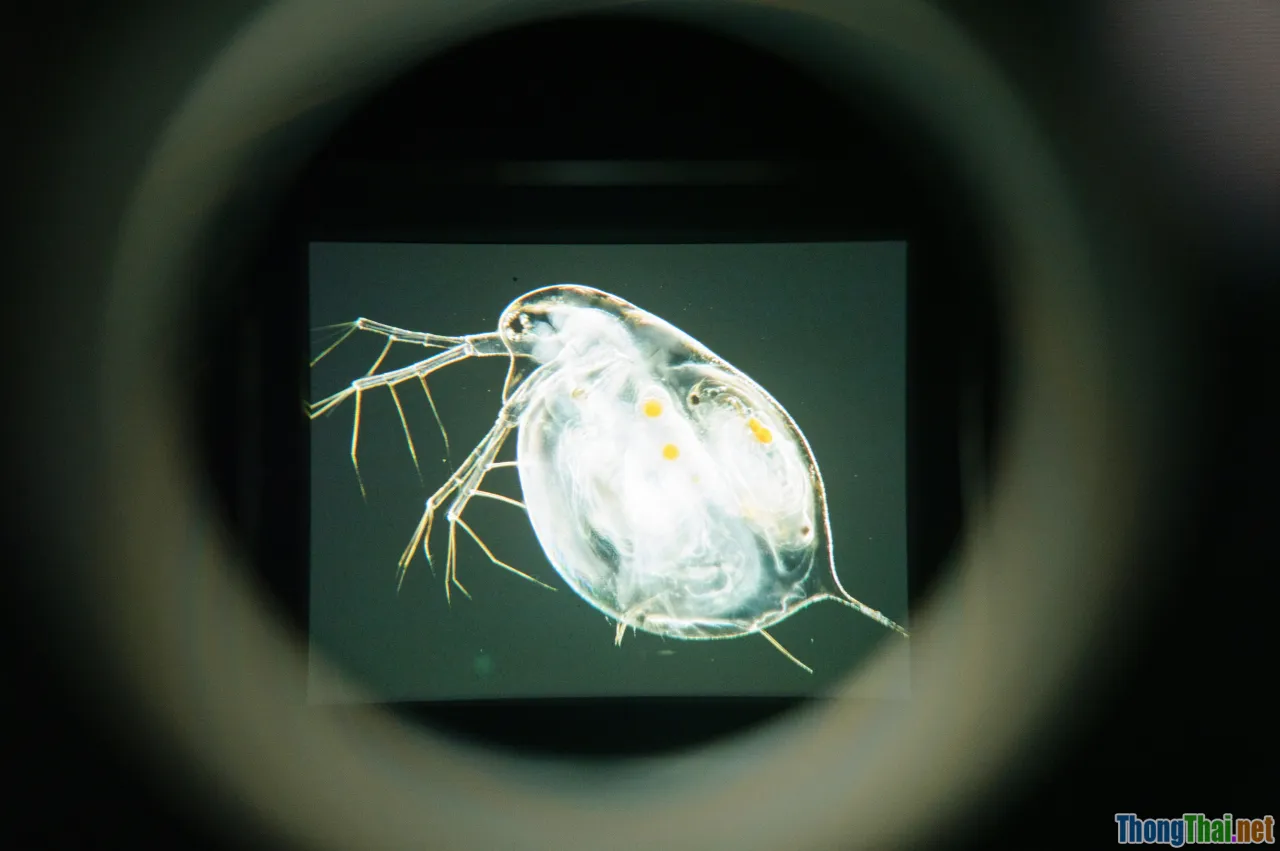 pet travel, quarantine, microchip