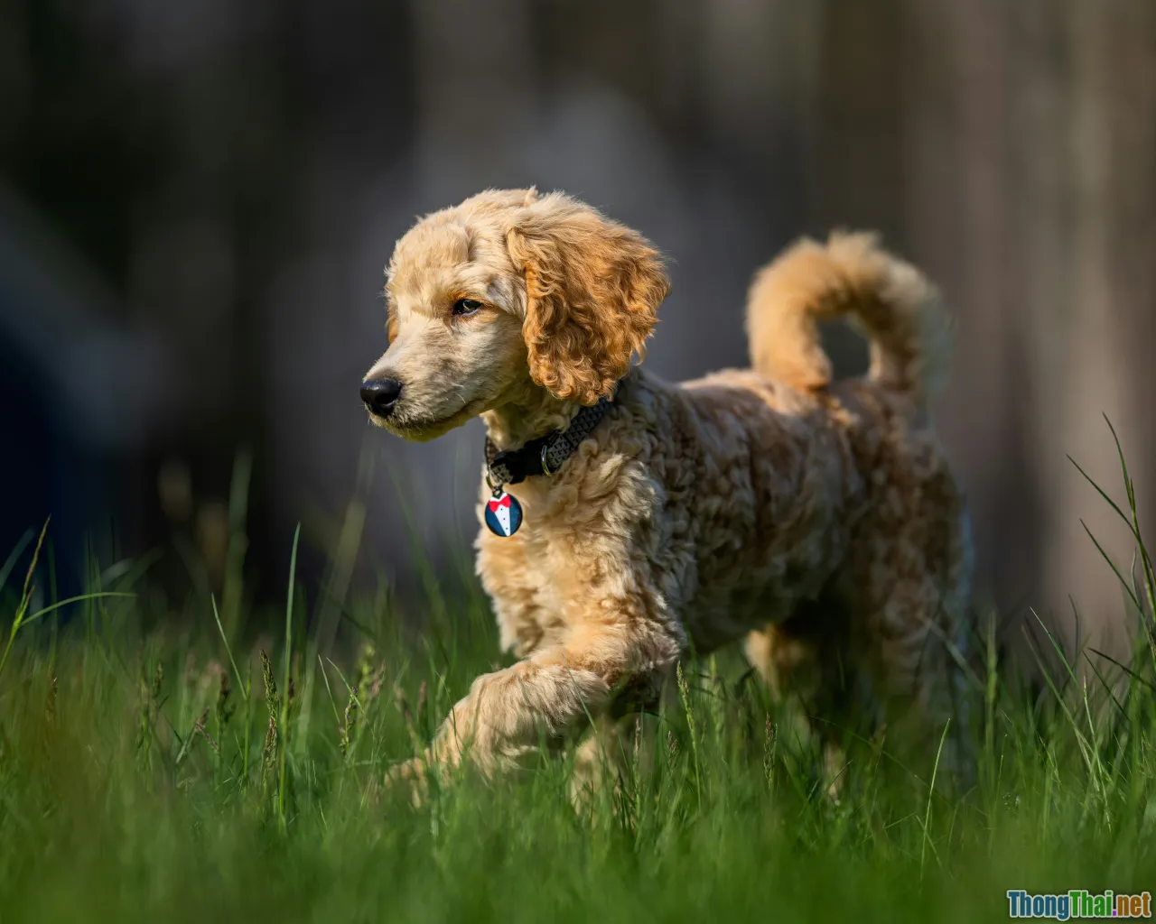 poodle cognition, canine intelligence