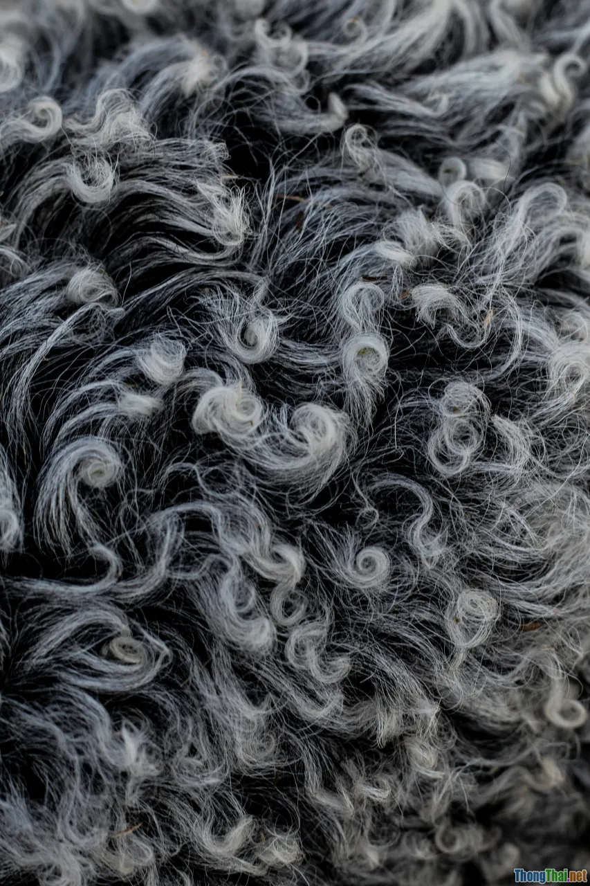 poodle doodle comparison, curly coat