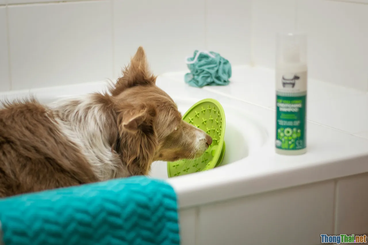 Tắm cho chó poodle sao để không rối lông