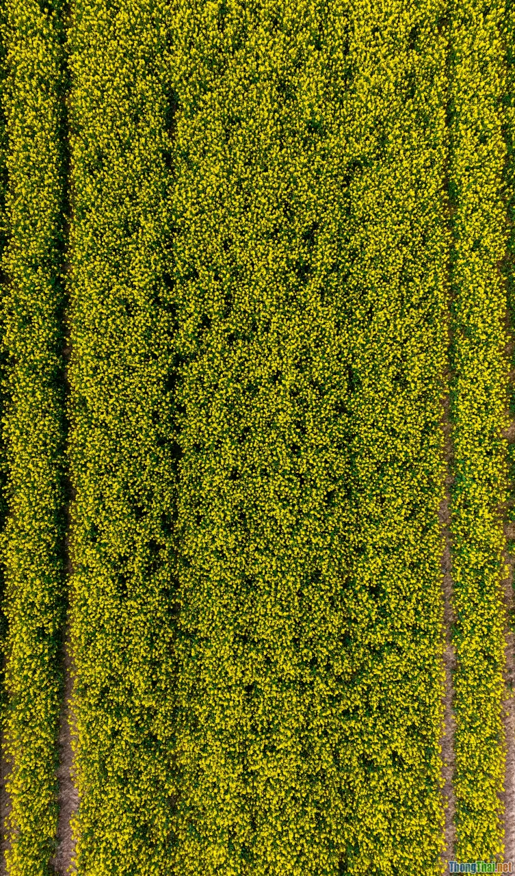 pressed flowers, moss art, vertical garden