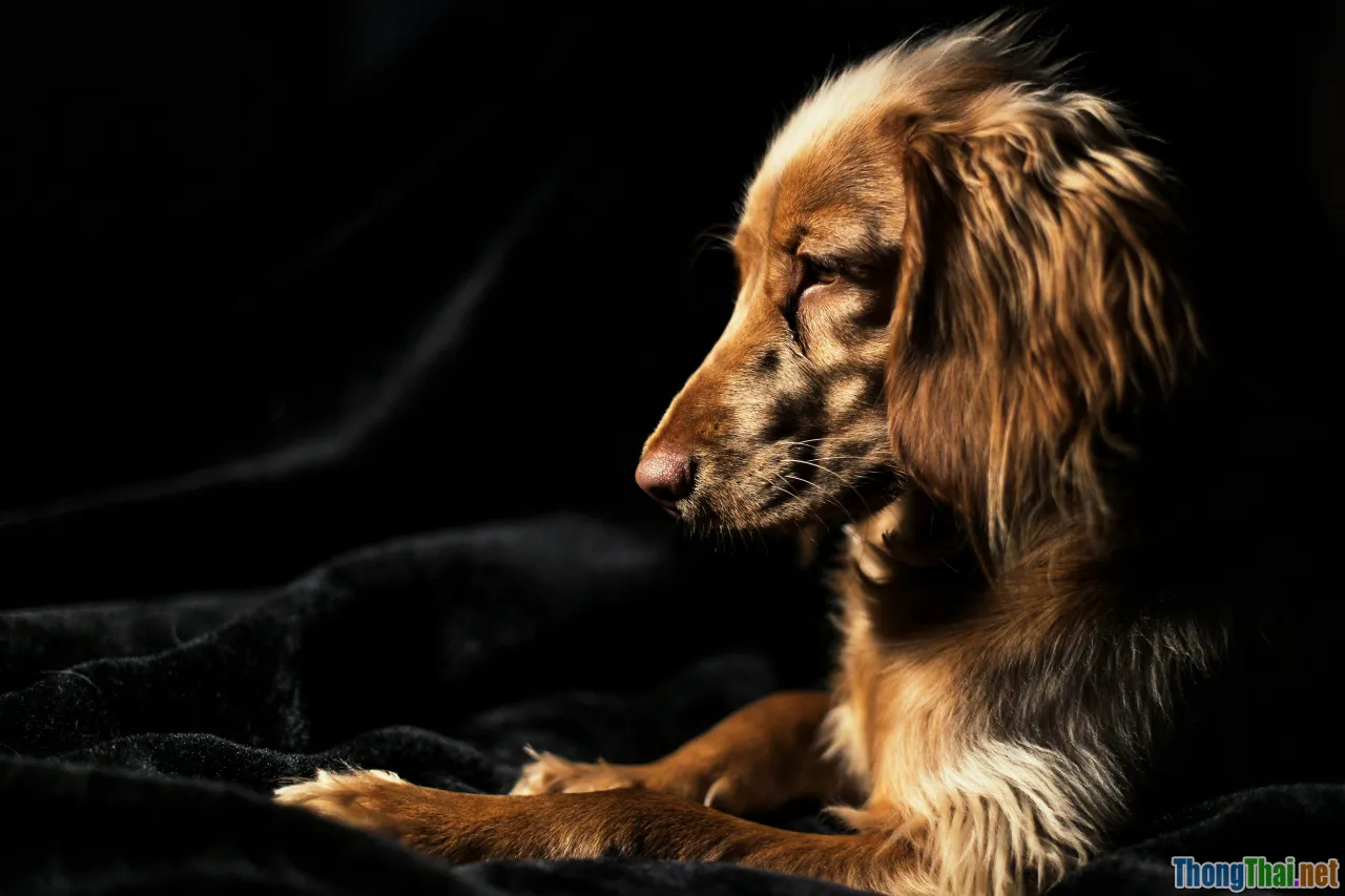 puppy seizure, dog neurological problem