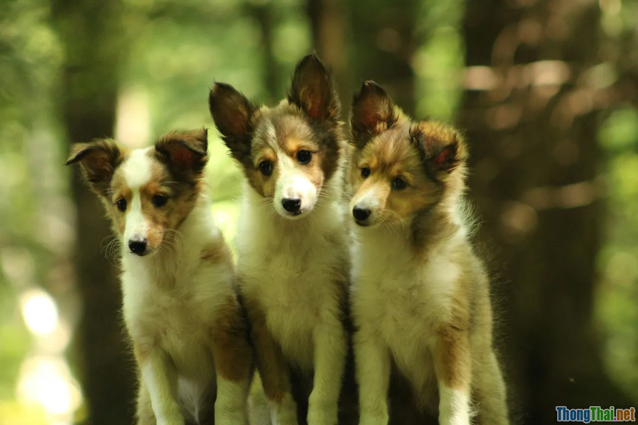 Phòng bệnh dại cho thú cưng phức tạp hơn bạn nghĩ