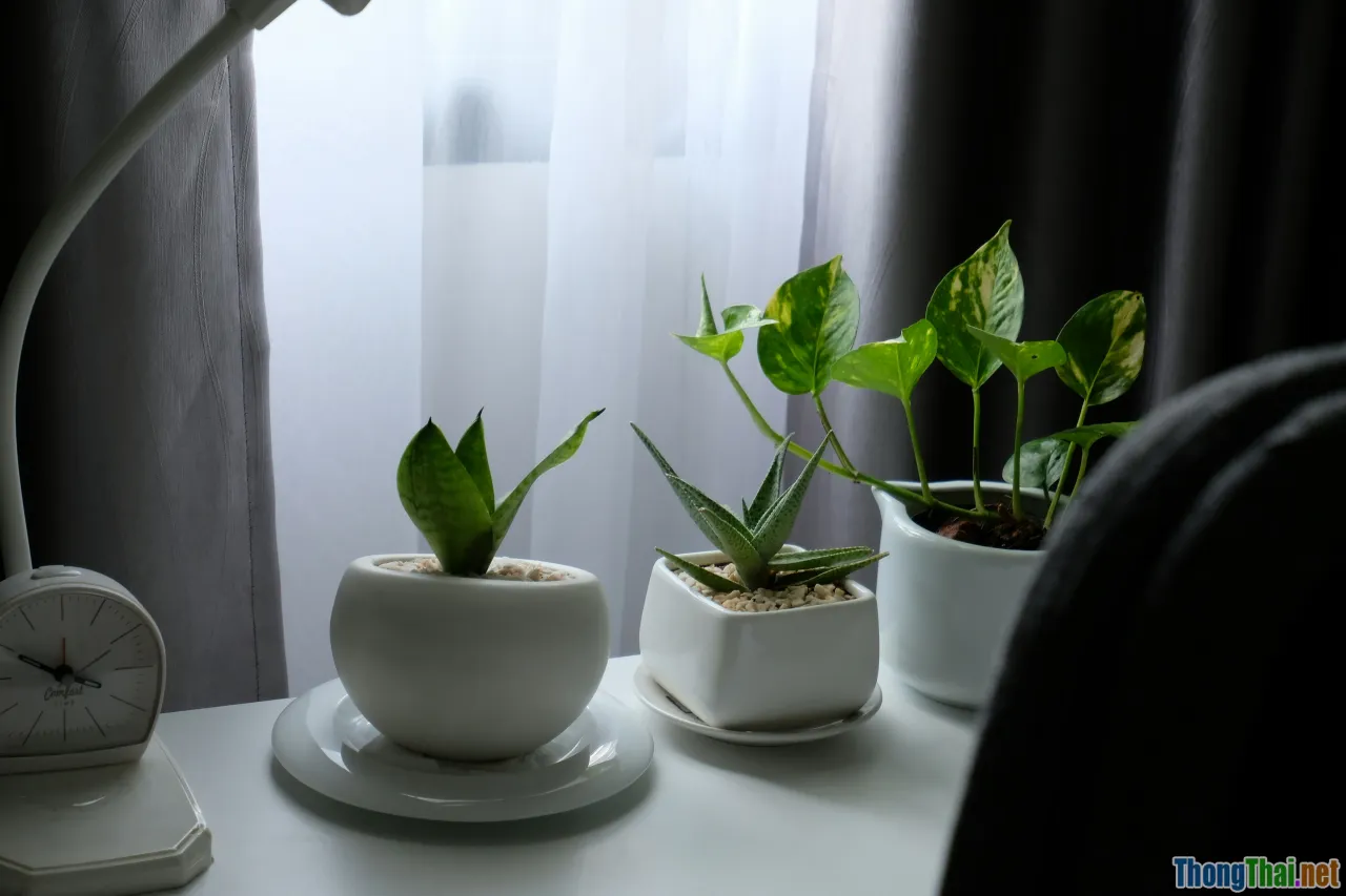 relaxing kitchen, green plants