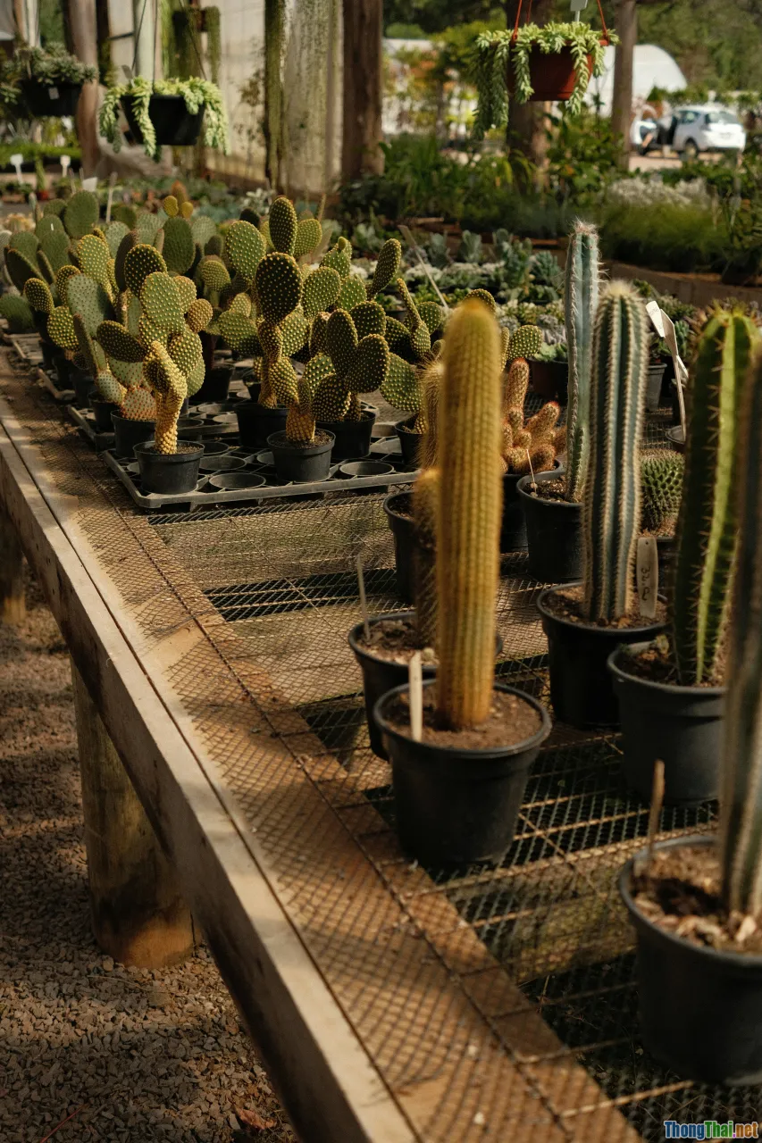 repotting cactus, cactus nursery, new cactus