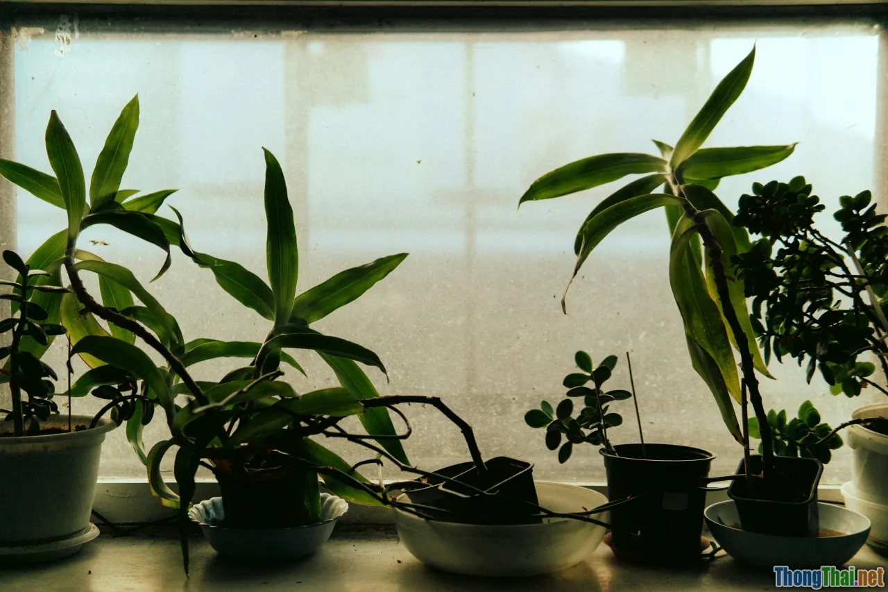 resilient indoor plants, beginner-friendly plants, low maintenance plant