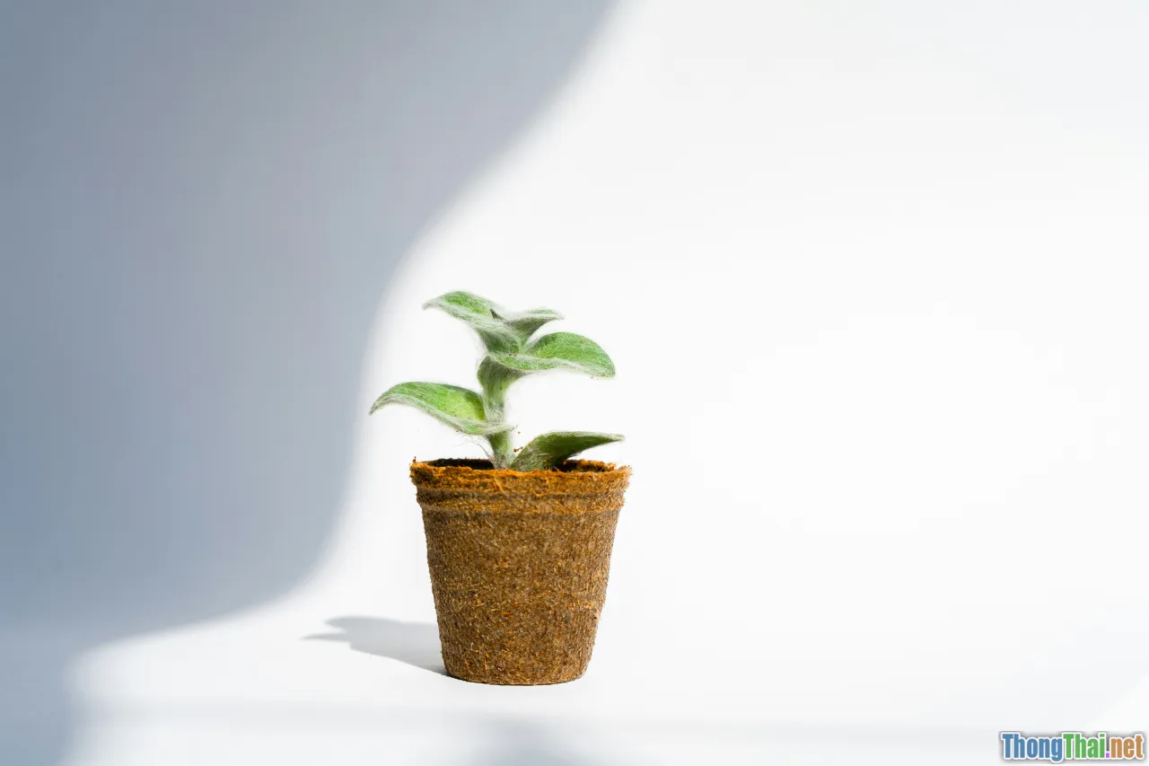 self investment, learning, personal growth