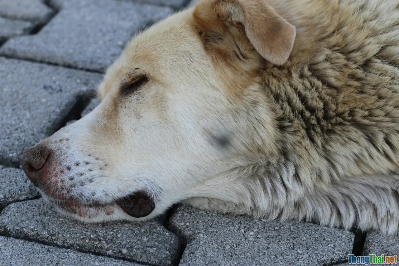 senior dog, elderly cat, old pet cancer